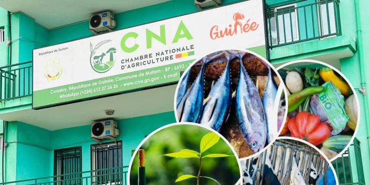 CNA : La Chambre Nationale d’Agriculture de Guinée tient son Assemblée Générale Consulaire pour Façonner l&rsquo;Avenir du Secteur Agricole