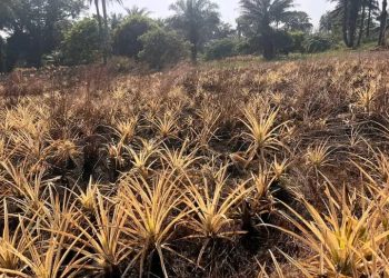 Kindia : Un champ d’ananas dévasté par un incendie à Foulaya