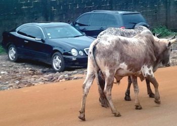 Attention : Vaches errantes à Nongo et Petit Simbaya, un danger pour la sécurité routière