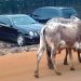 Attention : Vaches errantes à Nongo et Petit Simbaya, un danger pour la sécurité routière