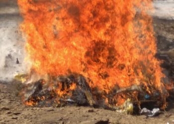 Kindia : Plus d’une tonne de chanvre indien incinérée dans la lutte contre le trafic de drogue