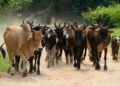 La Guinée interdit la transhumance transfrontalière pour une durée de 14 Mois