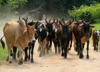 La Guinée interdit la transhumance transfrontalière pour une durée de 14 Mois