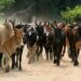 La Guinée interdit la transhumance transfrontalière pour une durée de 14 Mois