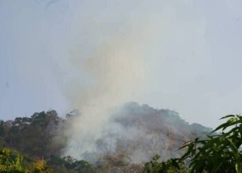 Guinée Forestière : Incendie en cours dans la forêt classée de Ziama 