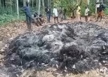 Guinee : La précision du DG de l&rsquo;ANGUCH Lancei Touré concernant une récolte brûlée par des inconnus à Yomou 
