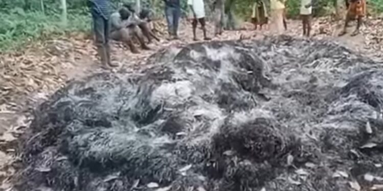 Guinee : La précision du DG de l&rsquo;ANGUCH Lancei Touré concernant une récolte brûlée par des inconnus à Yomou 