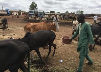 Protestation à Siguiri : les vendeurs d&rsquo;animaux et bouchers suspendent leurs activités contre la nouvelle interdiction de la transhumance pour 24 Heures