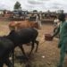 Protestation à Siguiri : les vendeurs d&rsquo;animaux et bouchers suspendent leurs activités contre la nouvelle interdiction de la transhumance pour 24 Heures