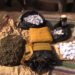 Conakry : un groupe présumé consommateur de drogue Kush, dont une femme de 59 ans, interpellé