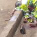 Kankan : un homme tue sa femme à cause de la jalousie
