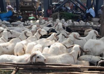 Tabaski à Conakry : des marchés de bétail sous tension entre flambée des prix et faible affluence