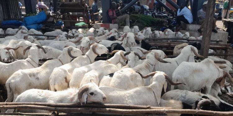 Tabaski à Conakry : des marchés de bétail sous tension entre flambée des prix et faible affluence