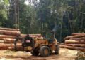 Guinée : Suspension des activités liées au bois pour préserver les forêts durant trois mois