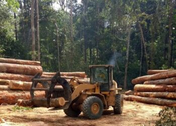 Guinée : Suspension des activités liées au bois pour préserver les forêts durant trois mois