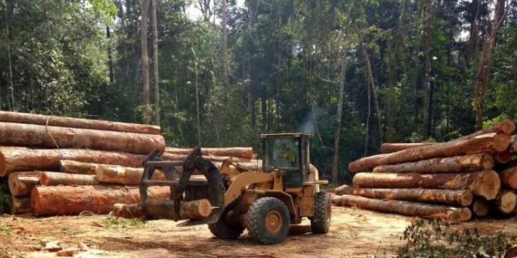 Guinée : Suspension des activités liées au bois pour préserver les forêts durant trois mois