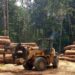 Guinée : Suspension des activités liées au bois pour préserver les forêts durant trois mois