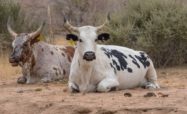 Transhumance transfrontalière : la Guinée ordonne le départ immédiat des éleveurs étrangers et de leurs troupeaux