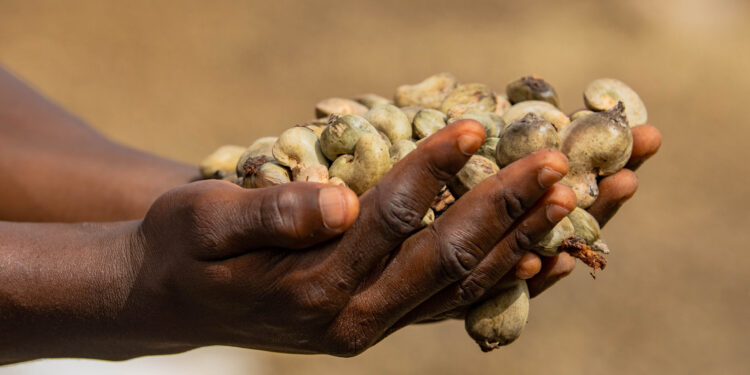 Grenier de Guinée, au cœur de la dynamique agro-export : bilan 2025 et perspectives 2026