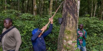 De 180 à 360 GNF/kg: la SOGUIPAH double la prime des saigneurs d’hévéa