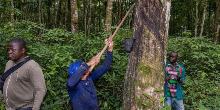 De 180 à 360 GNF/kg: la SOGUIPAH double la prime des saigneurs d’hévéa